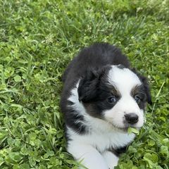 Wolverine - Tri-color male Border Collie puppy in Huntingtown, Maryland from Riverside Collies-n-Critters