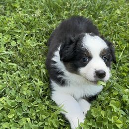 Wolverine - Tri-color male Border Collie puppy in Huntingtown, Maryland from Riverside Collies-n-Critters