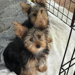 Yorkshire Terrier Puppies from Rosey’s Yorkies