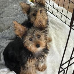 Yorkshire Terrier Puppies from Rosey’s Yorkies