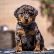 Teal Girl - Harlequin female Beauceron puppy in Henderson, Nevada from Joie de Vie Beaucerons