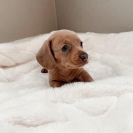 Clayton - Red male Dachshund puppy in San Diego, California from Enchanted little dachshunds