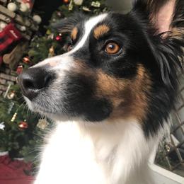 Australian Shepherd Puppies from Ohio Valley Australian Shepherds