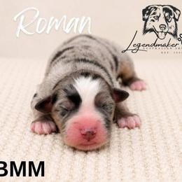 Roman - Blue merle male Toy Australian Shepherd puppy in Leitchfield, Kentucky from Legendmaker MAS