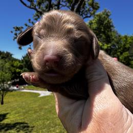 Boy 1 - Chocolate male Dachshund puppy in Bentonville, Arkansas from T & D Dachshunds by design