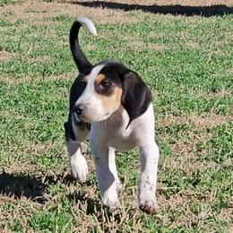 Betty - Black white and tan female American Foxhound puppy in Weatherford, Texas from Carben Copy’s American Foxhounds