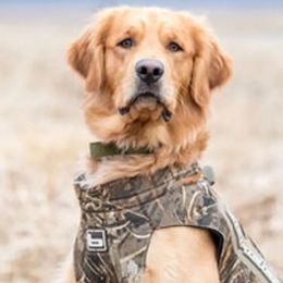 Golden Retrievers from Robinwood Goldens