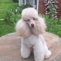 Franni - Poodle