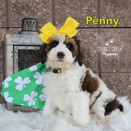 Penny - Brown and white female Bernedoodle puppy in Heyworth, Illinois from Cobble Creek Puppies