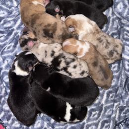 American Corgi Puppies from 5H Corgis