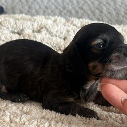 Huckleberry - Dapple male Dachshund puppy in Chelsea, Oklahoma from Elite Puppies of Oklahoma, LLC