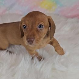 Dachshund Puppies from Newbern's Nuggets