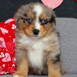 Orion - Blue merle male Miniature American Shepherd puppy in Kalama, Washington from Lone Pine Miniature American Shepherds