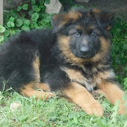 German Shepherd Puppies from Vom Wilke Kennels