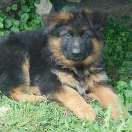 German Shepherd Puppies from Vom Wilke Kennels