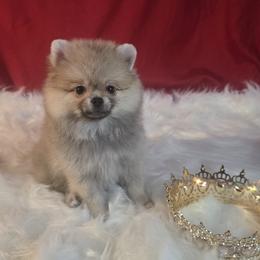Pepper - Wolf sable female Pomeranian puppy in Fresno, California from Pomi Mami Pomeranians
