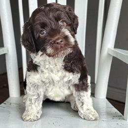 Patsy - Chocolate female Australian Labradoodle puppy in Glenford, Ohio from Mi-De Doodles