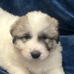 LINK Black collar male - White and badger male Great Pyrenees puppy in Fair Grove, Missouri from Allen Wags & Woolies
