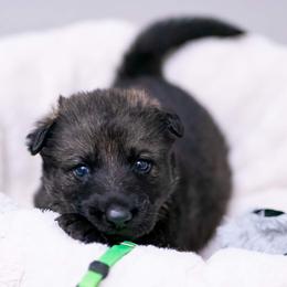 German Shepherd Puppies from Reign Land