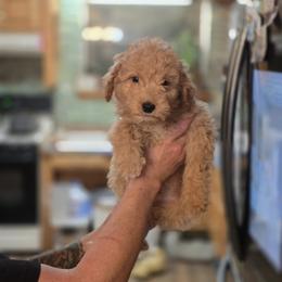 Ares - Apricot male Goldendoodle puppy in Milton, Florida from Sutton Place Doodles