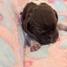 German Shorthaired Pointer Puppies from Hanaway GSPs