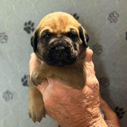 Fawn no collar - Fawn male Cane Corso puppy in Paris, Texas from Knucklehead Cane Corso