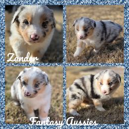 Zander - Blue merle male Australian Shepherd puppy in Anna, Texas from Fantasy Pomeranians & Fantasy Aussies