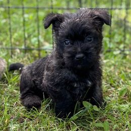 Jim - Black brindle male Cairn Terrier puppy in Mountain Grove, Missouri from CreekTop