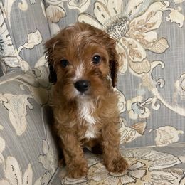 Dodger - Red male Cavapoo puppy in Madera, California from Cali Cavaliers