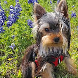 Yorkshire Terriers from Lone Star Yorkies Texas
