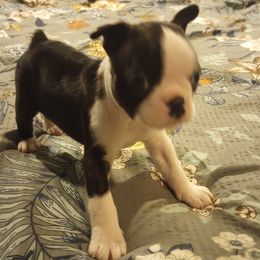 Boston Terrier Puppies from Lotus Life Puppies