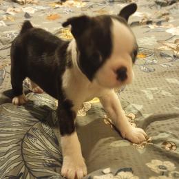 Boston Terrier Puppies from Lotus Life Puppies