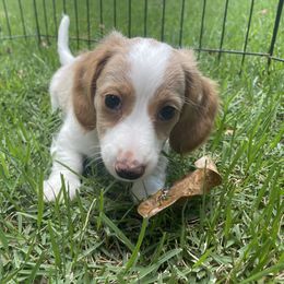 Dachshund Puppies from Harvin’s Weenie Gang