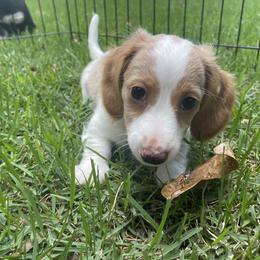 Dachshund Puppies from Harvin’s Weenie Gang