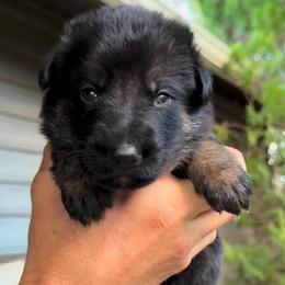 Blue - Black and tan male German Shepherd puppy in Windsor, Colorado from German Shepherds