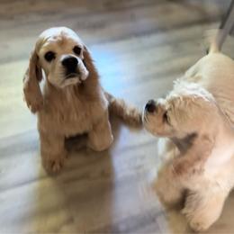 Ace - Cocker Spaniel