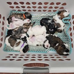 Shih Tzu Puppies from ROSE LANE SHIH TZUS