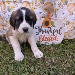 Tempest - Brown and white female Saint Berdoodle puppy in Traverse City, Michigan from Bare Paws Saint Berdoodles