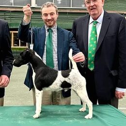 Titus - Smooth Fox Terrier