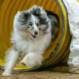Shetland Sheepdogs from Cindy Scott's Shetland Sheepdogs