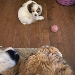 Cocker Spaniel Puppies from Kaleidoscopic Creations