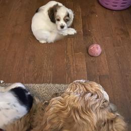 Cocker Spaniel Puppies from Kaleidoscopic Creations