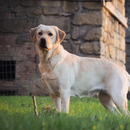 Iron Hill Retrievers breeder of Labrador Retriever