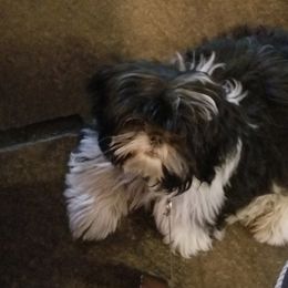 Shih Tzu All Grown Up from Jamie Serigny's Shih Tzus