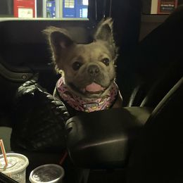 "Lollipop" French Bulldog All Grown Up from YZC Frenchies at 4C Ranch