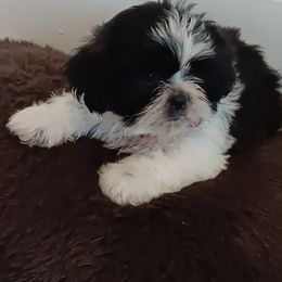 Shih Tzu Puppies from The Magical Cottage Farm