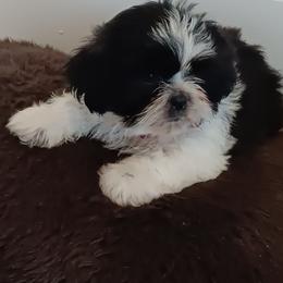 Shih Tzu Puppies from The Magical Cottage Farm