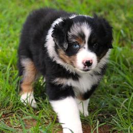Dixie  blue merle female - Blue merle female Australian Shepherd puppy in Cookeville, Tennessee from Spring Creek Aussies