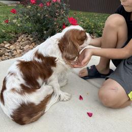 Cavalier King Charles Spaniel Puppies from Hill country cavaliers