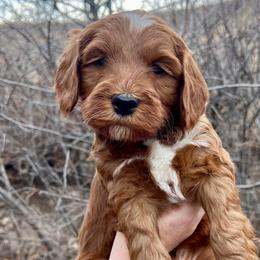 Blue Male - Apricot male Goldendoodle puppy in Great Falls, Montana from Montana Goldendoodles